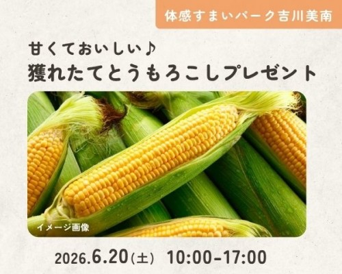 甘くておいしい♪獲れたてとうもろこしプレゼント【吉川美南】